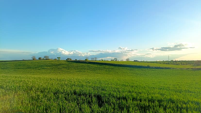 landscape_field_green