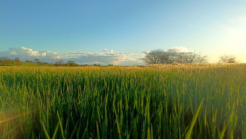 field_beatuiful_landscape