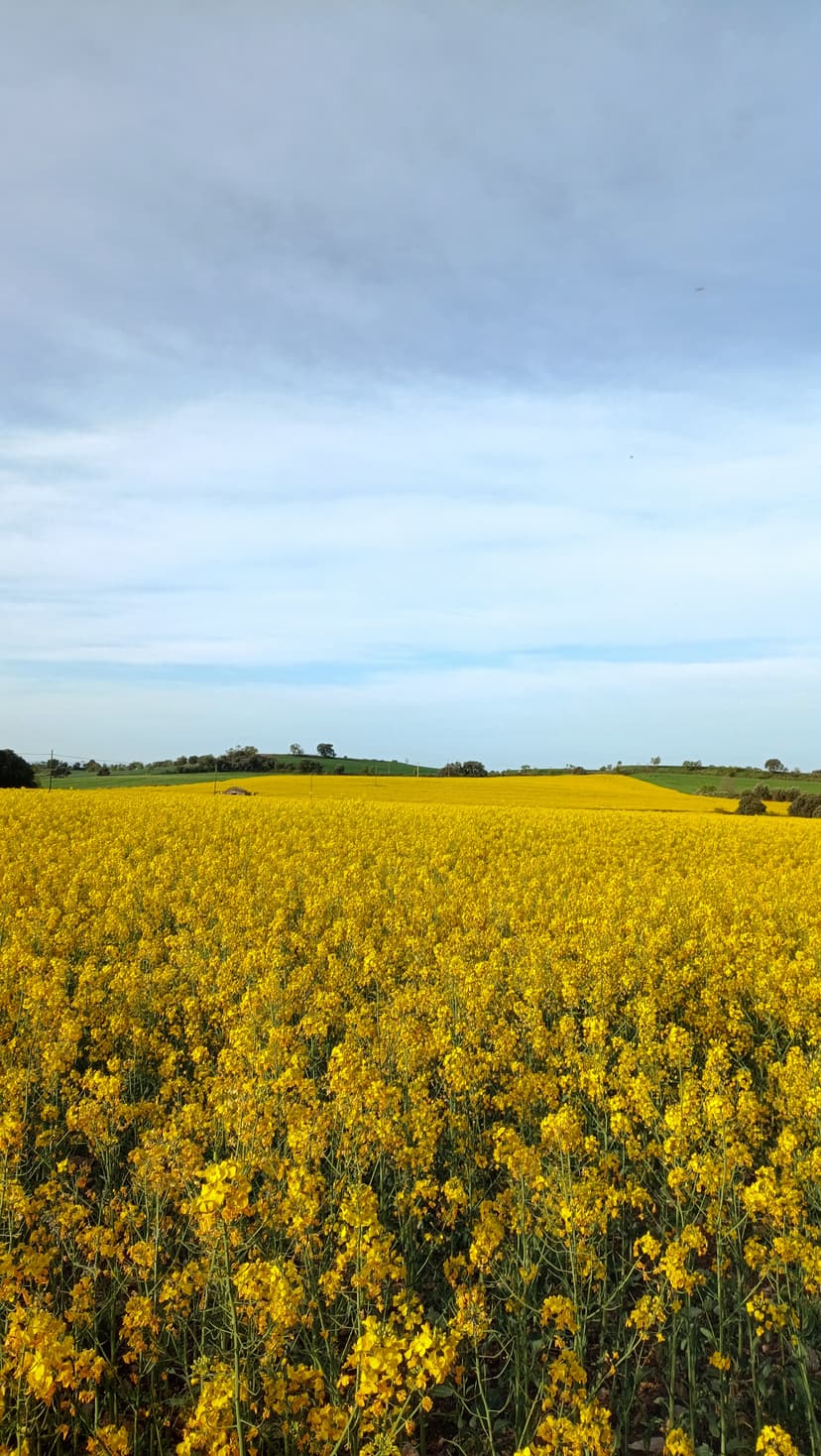 fielsd_1